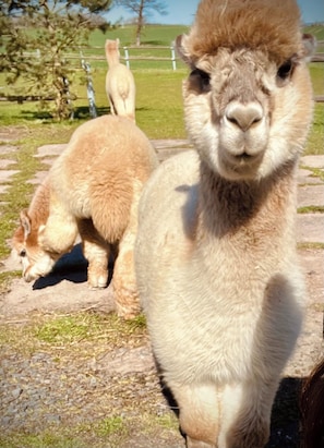 A llama in a fenced outdoor area with a clear sky.