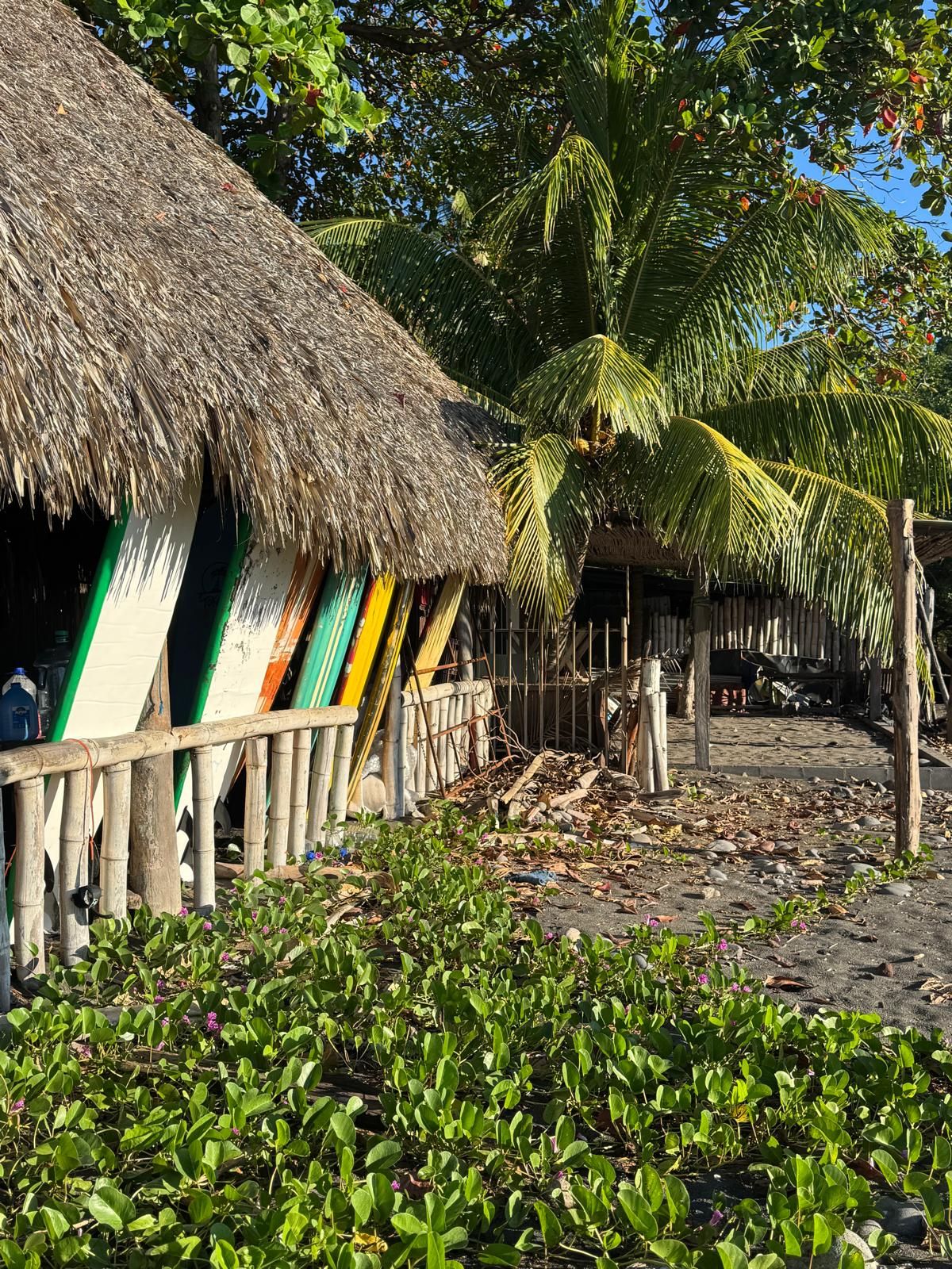 A thatched-roof hut with colorful surfboards leaning against it, surrounded by lush greenery and a palm tree.