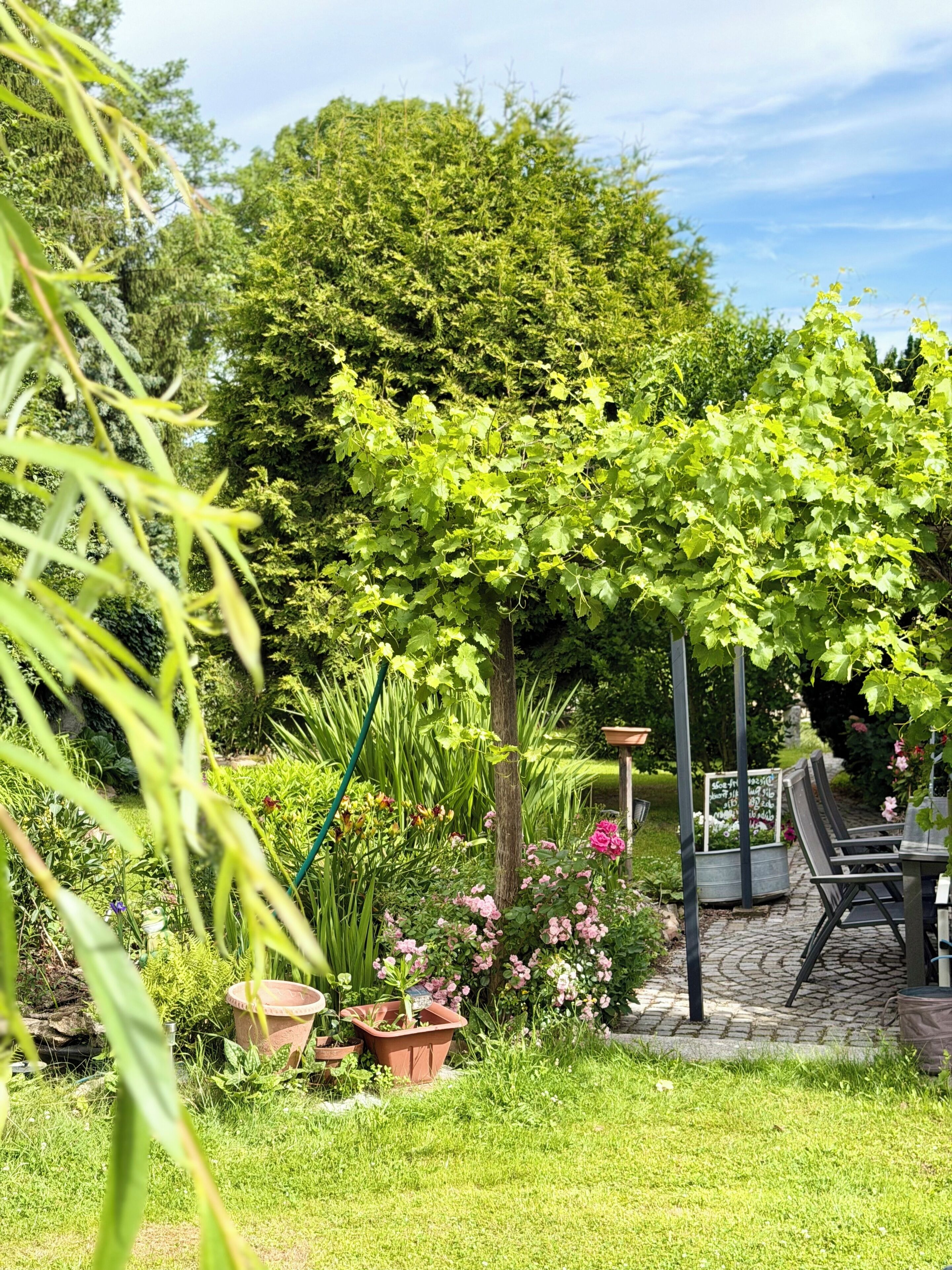 Un giardino con una pergola, piante in vaso e un vialetto in pietra.
