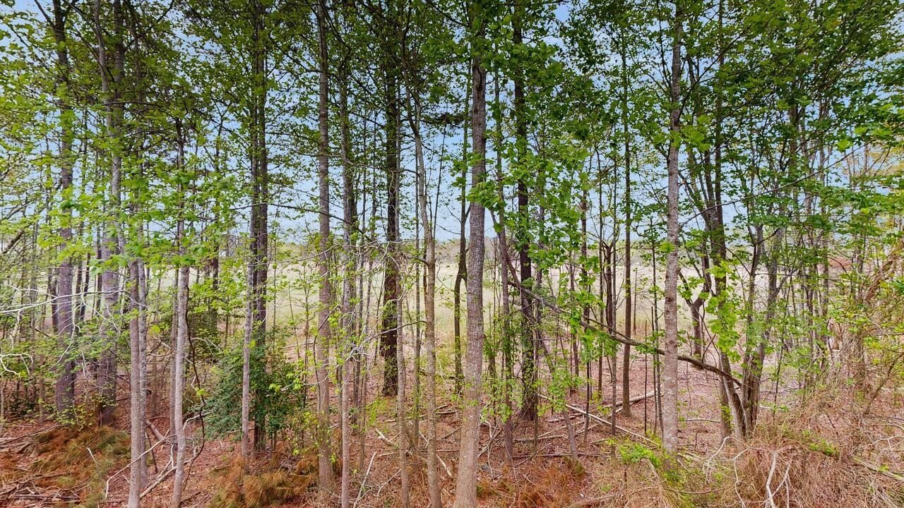Ein dichter Wald mit hohen Bäumen und dichtem Unterholz.