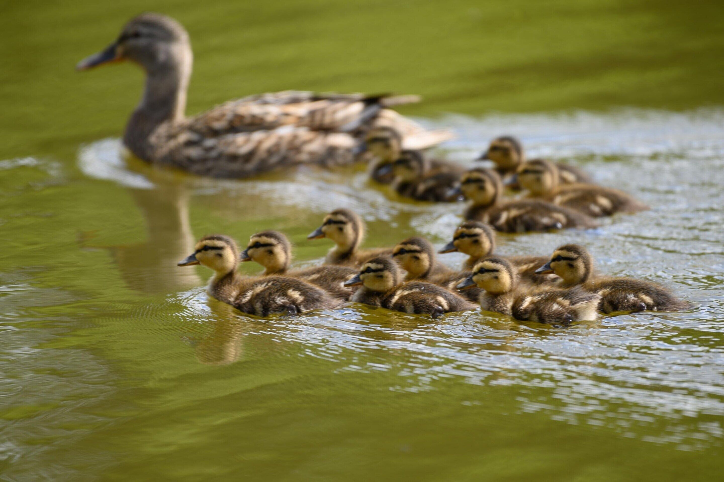 A group of ducks swimming in a body of water.