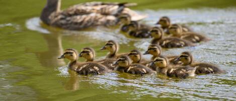 A group of ducks swimming in a body of water.