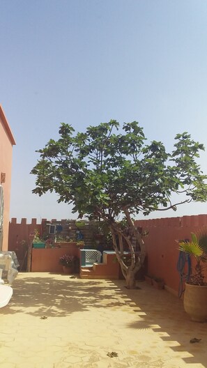 A courtyard with a tree, potted plants, and a building with a red wall.