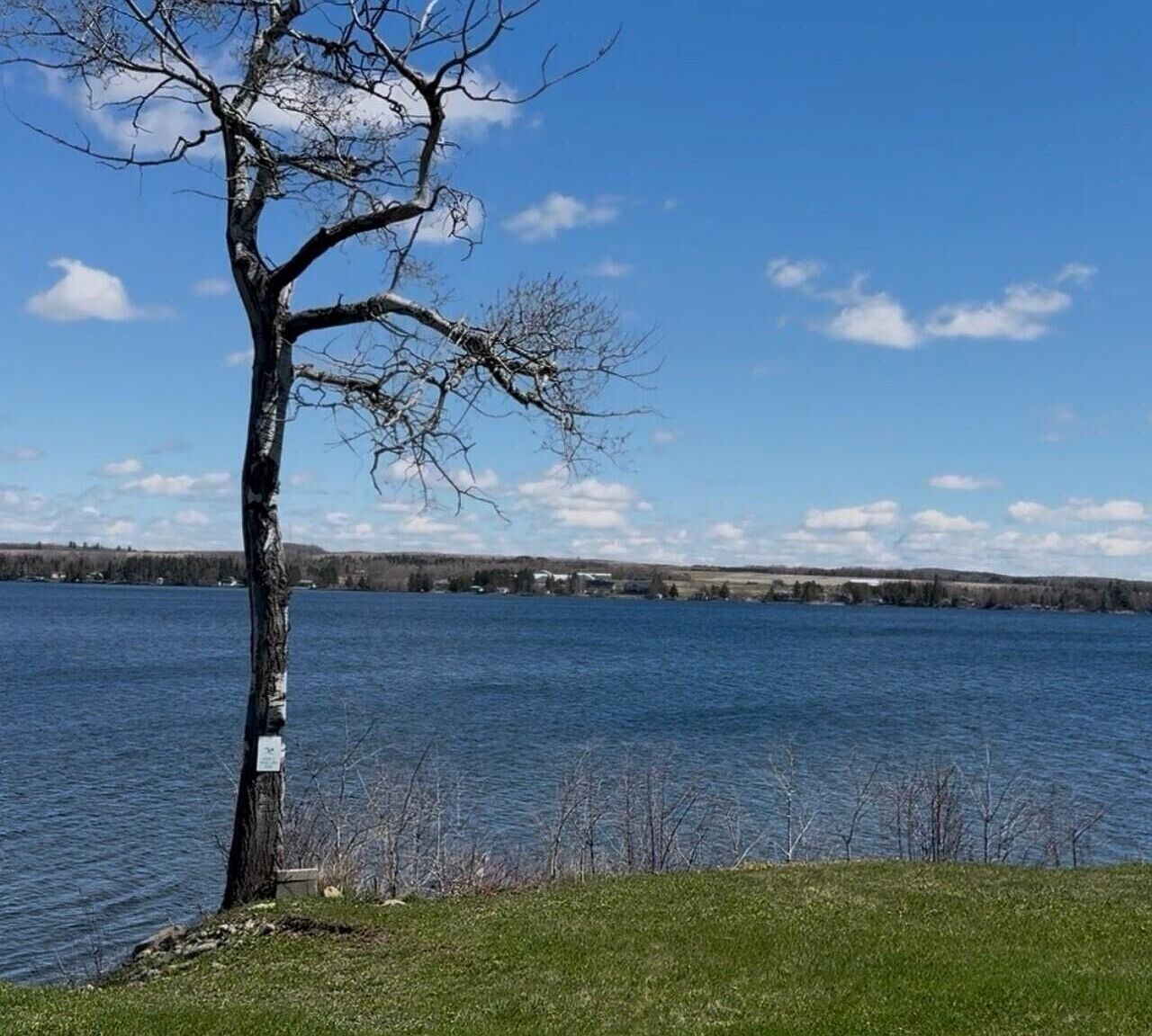A lake with a tree in the foreground and a distant shoreline.