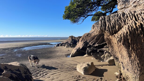 Une plage avec un chien, de gros rochers et un arbre.