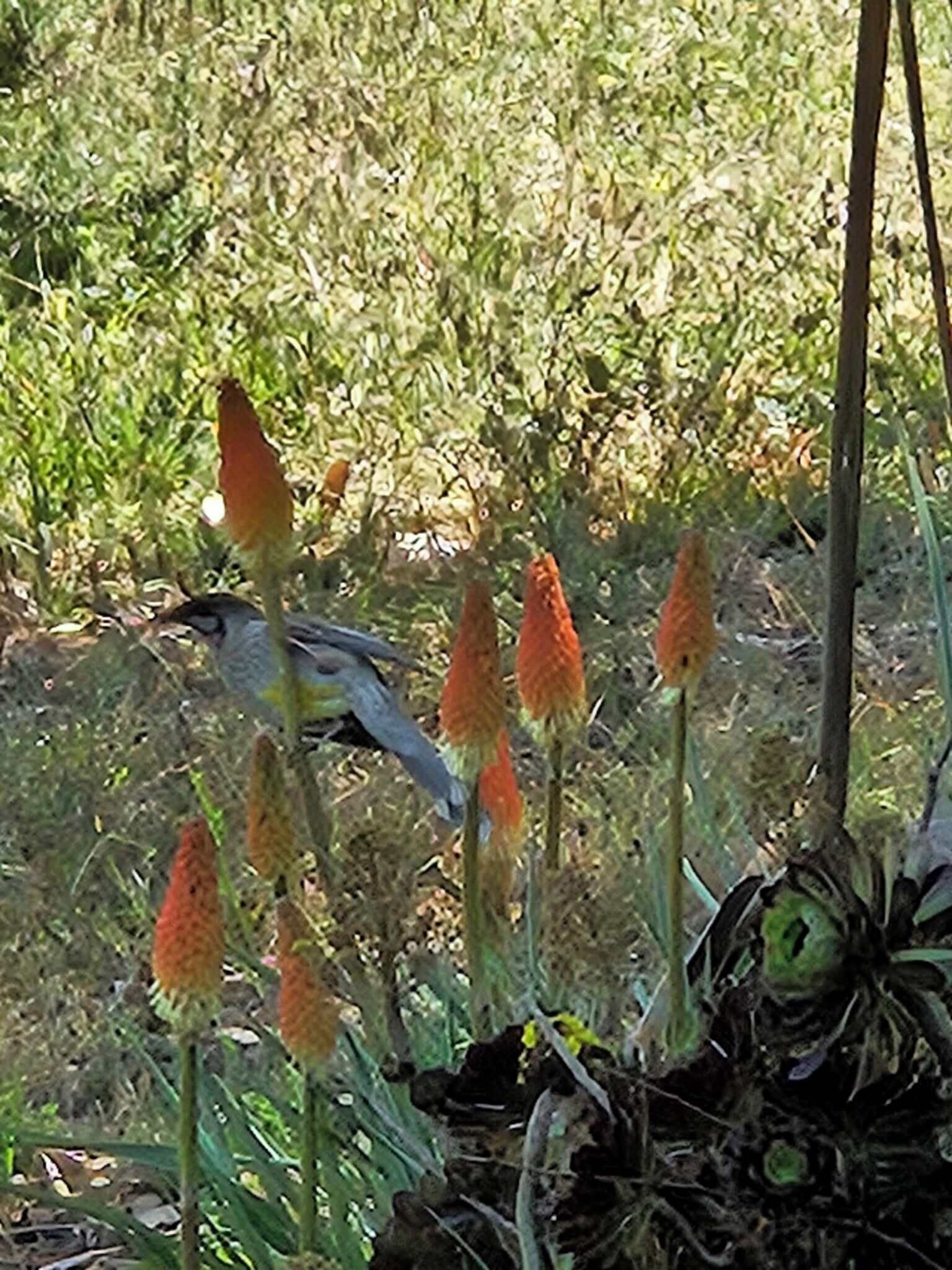 A bird perched on a plant with orange flowers.