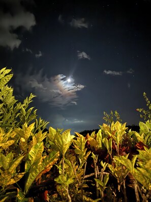 Cielo nocturno con estrellas y luna, rodeado de exuberante follaje verde.
