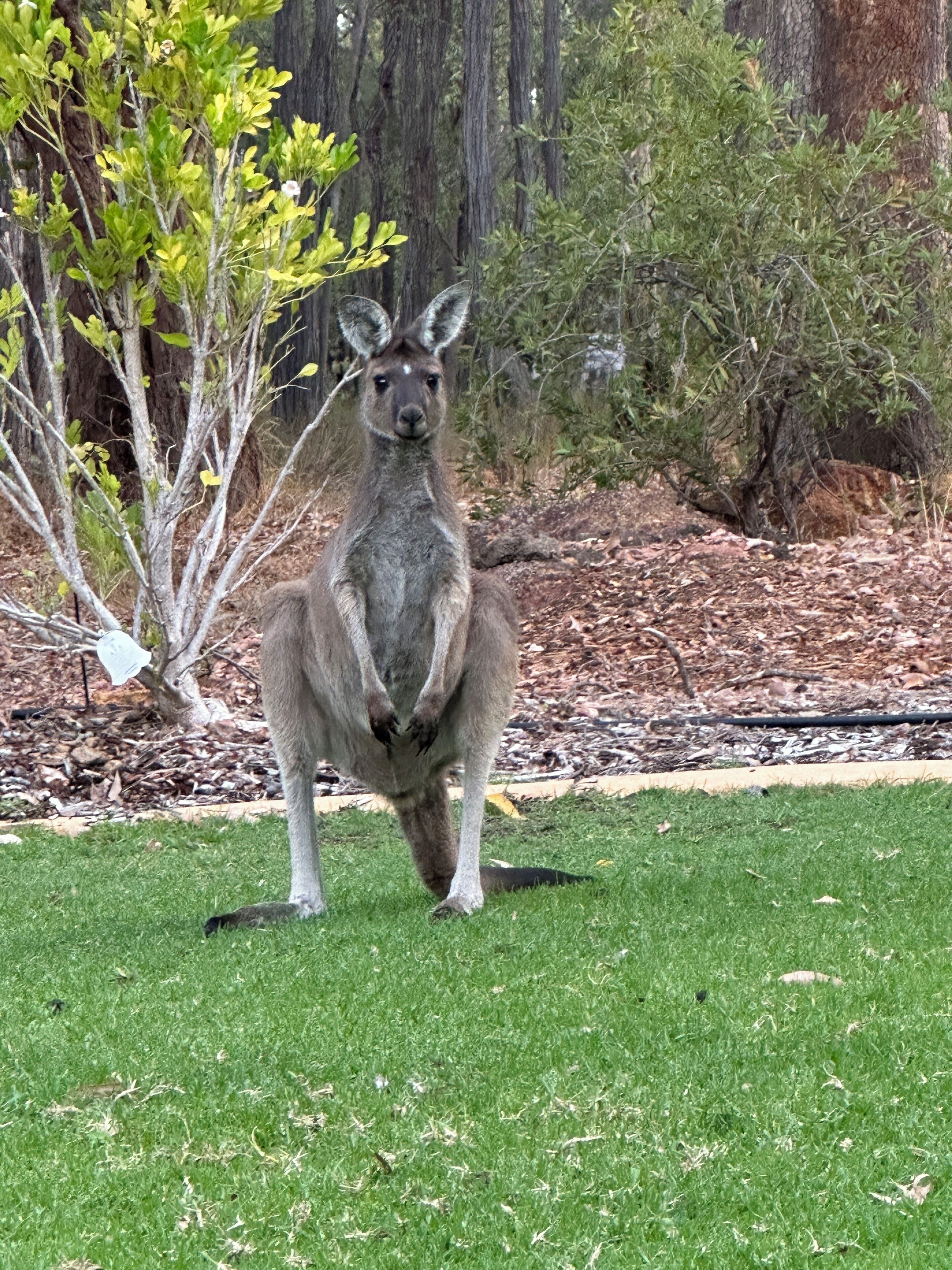 A kangaroo standing on grass with trees and a leafless tree in the background.