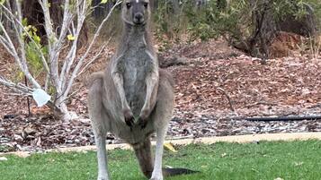 A kangaroo standing on grass with trees and a leafless tree in the background.