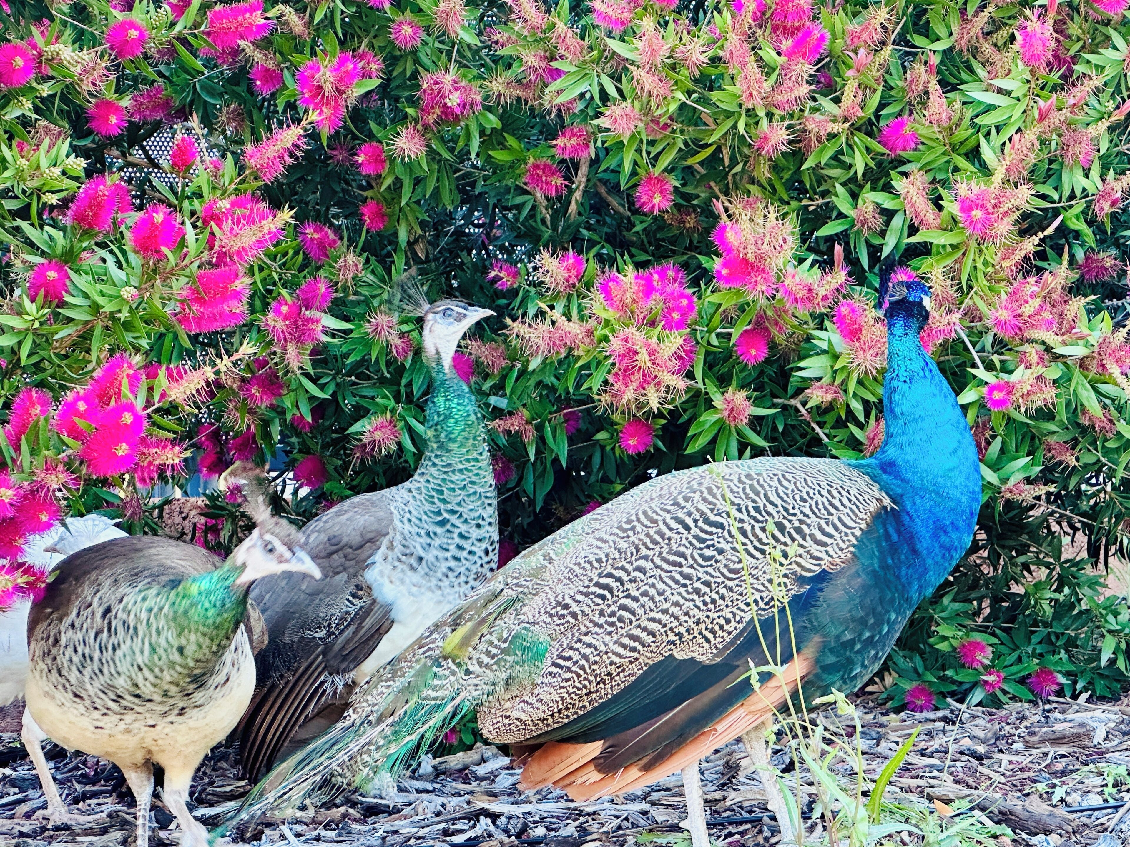 Un pavo real con plumas vibrantes de azul y verde posado entre otras aves en un jardín con flores rosadas.
