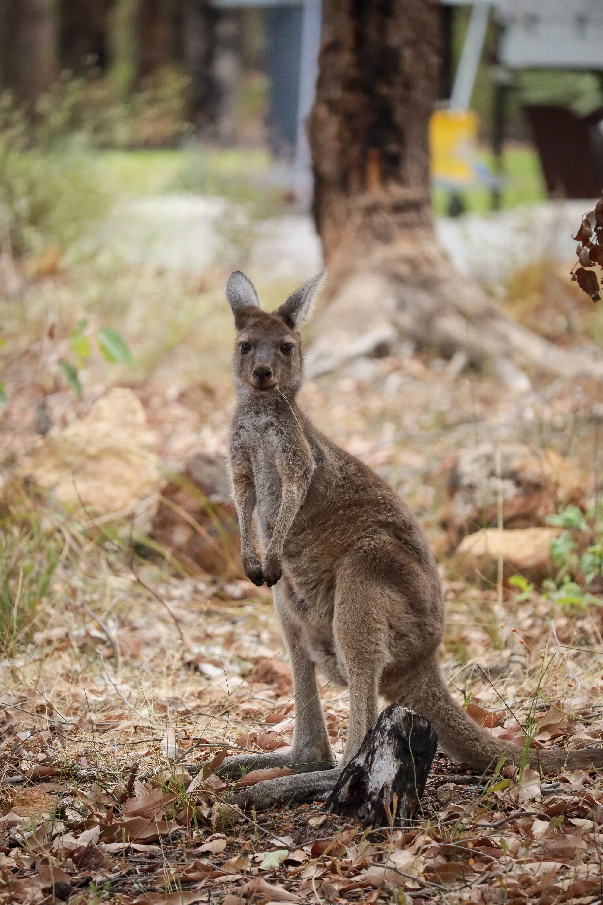 A kangaroo in a natural setting with trees and dry leaves.