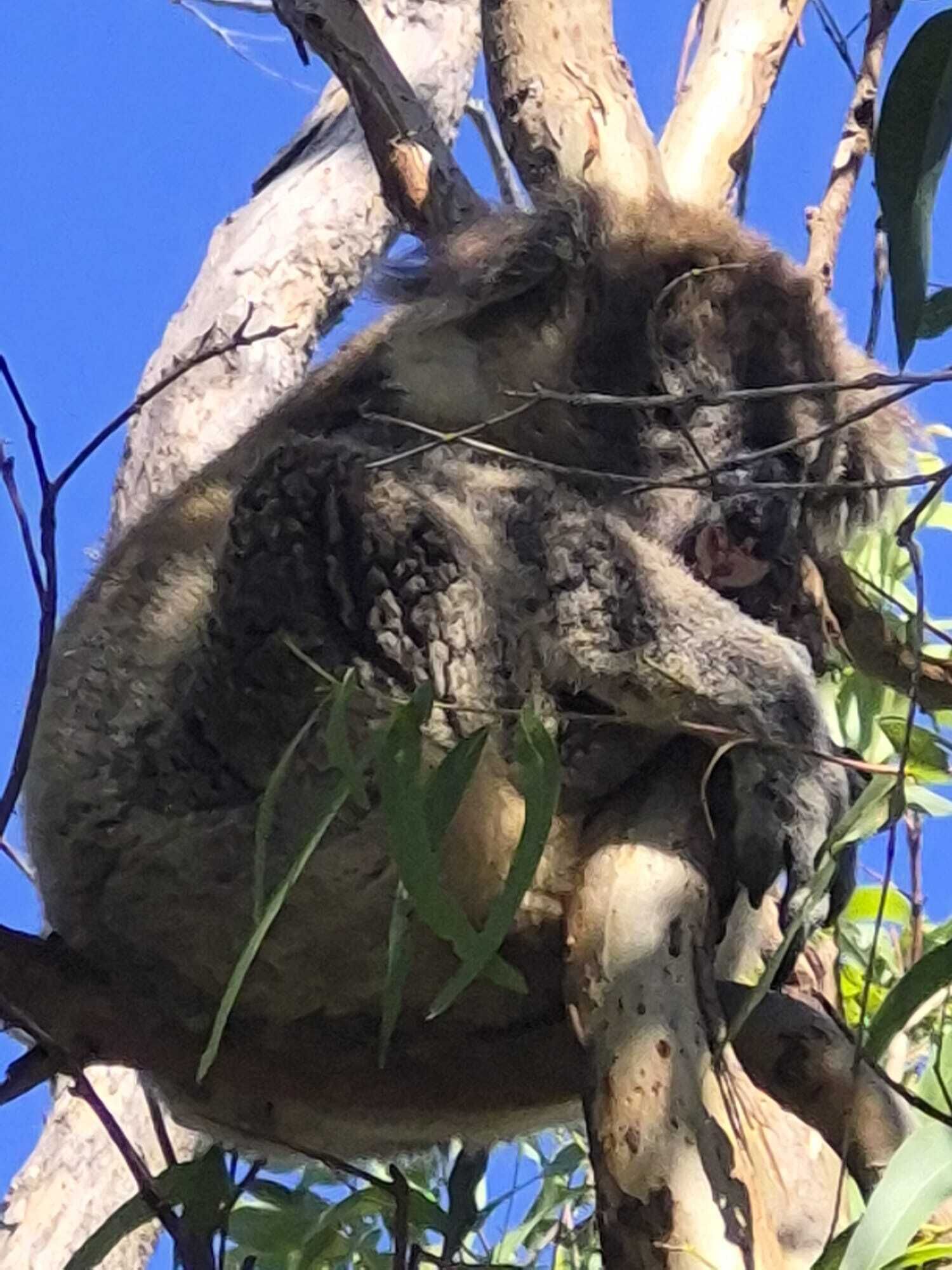 A tree with a large, furry animal resting on it.