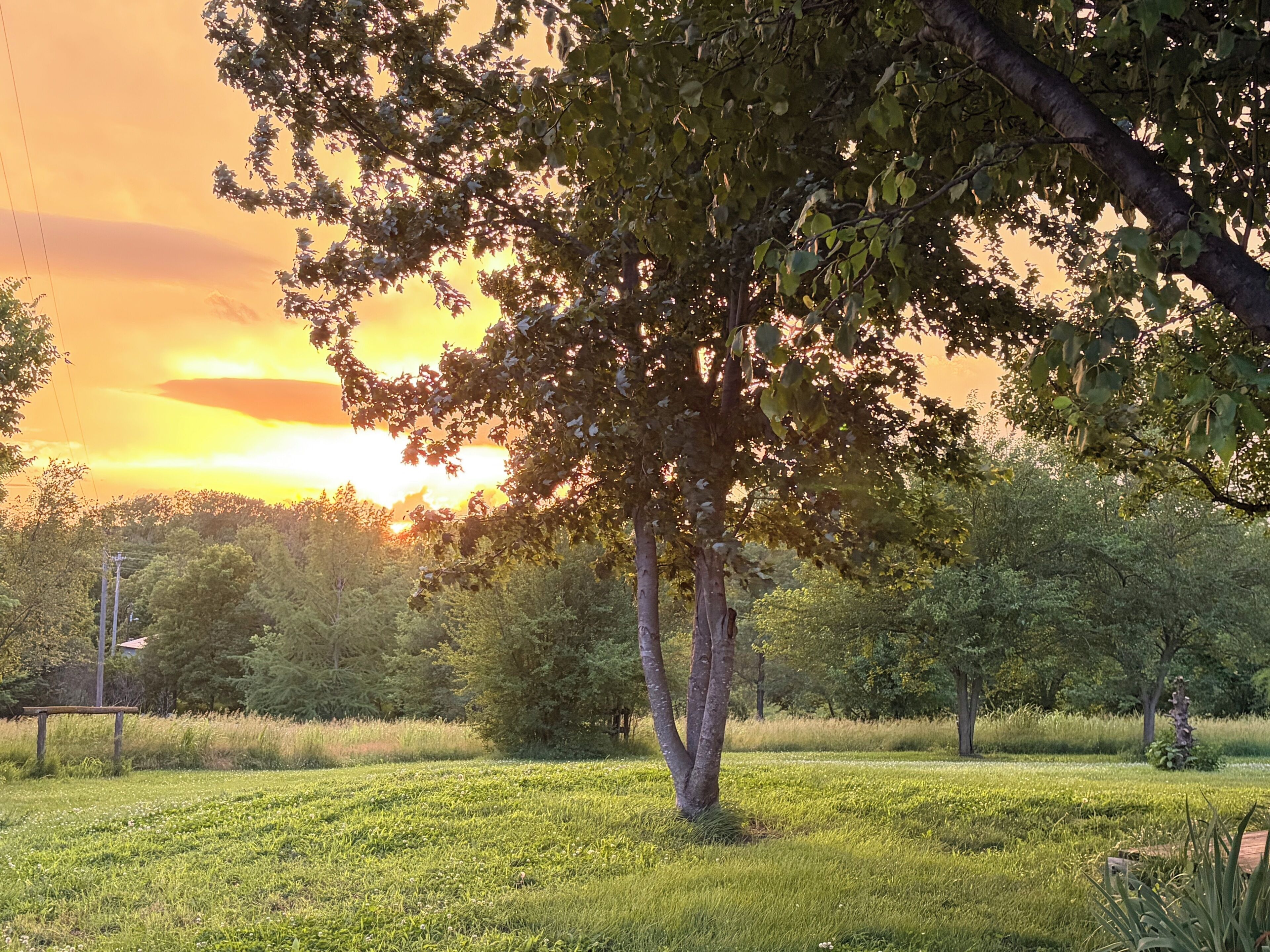 A grassy field with trees and a bench.