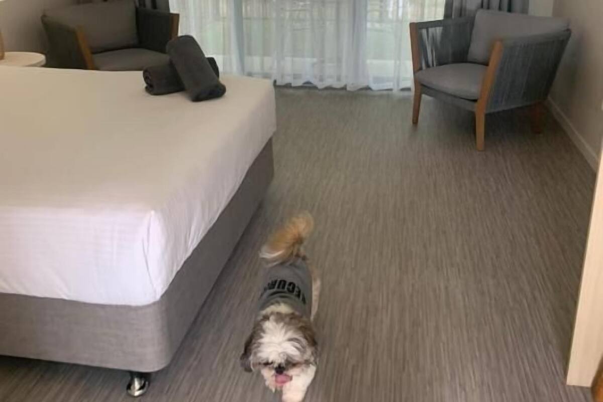A hotel room with a bed, a chair, a small dog, and a large window with curtains.