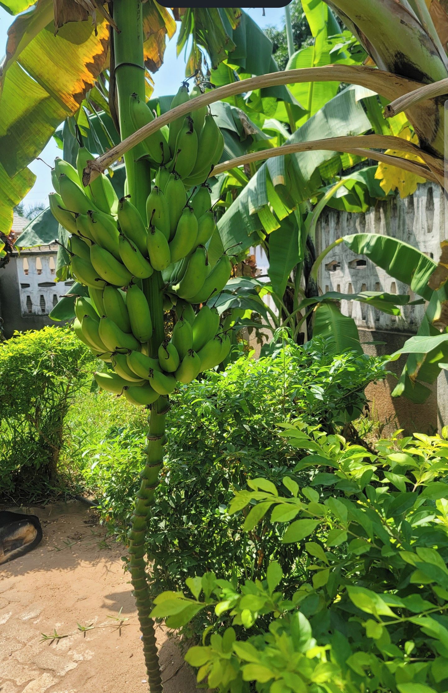 Ein Bananenbaum mit grünen Bananen in einem Garten.