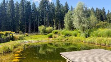 A wooden dock extending into a clear pond surrounded by lush greenery and a dense forest.