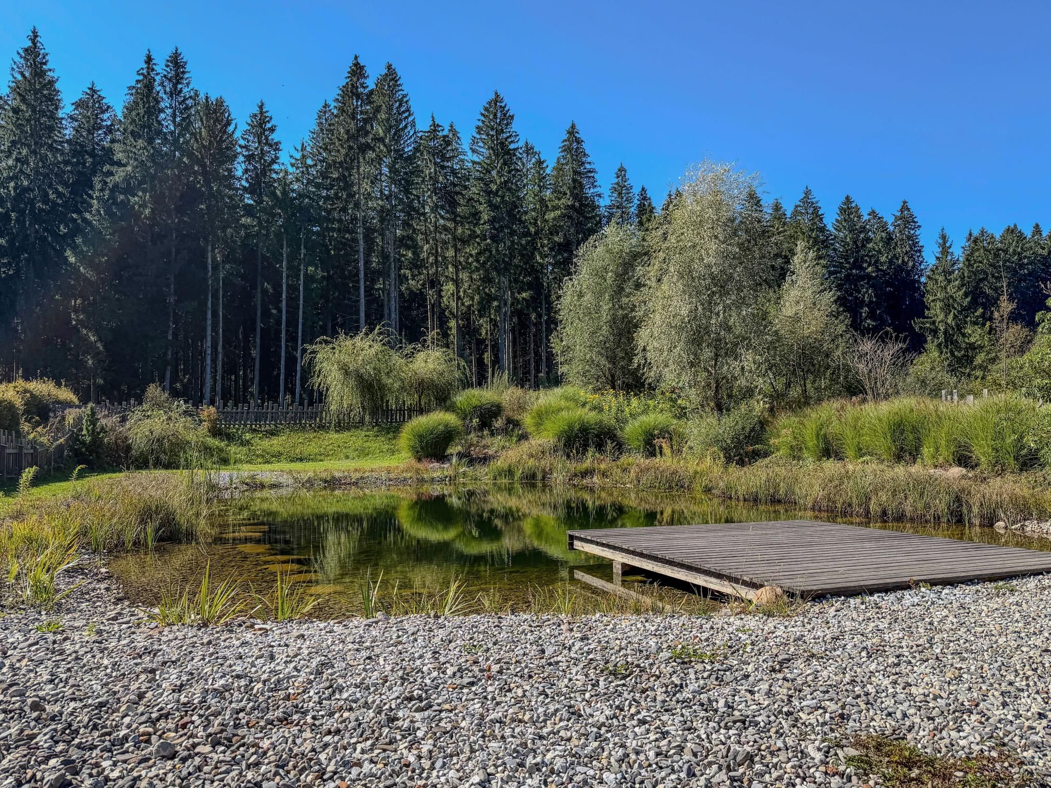 A tranquil outdoor setting with a clear pond, a wooden dock, and a dense forest in the background.