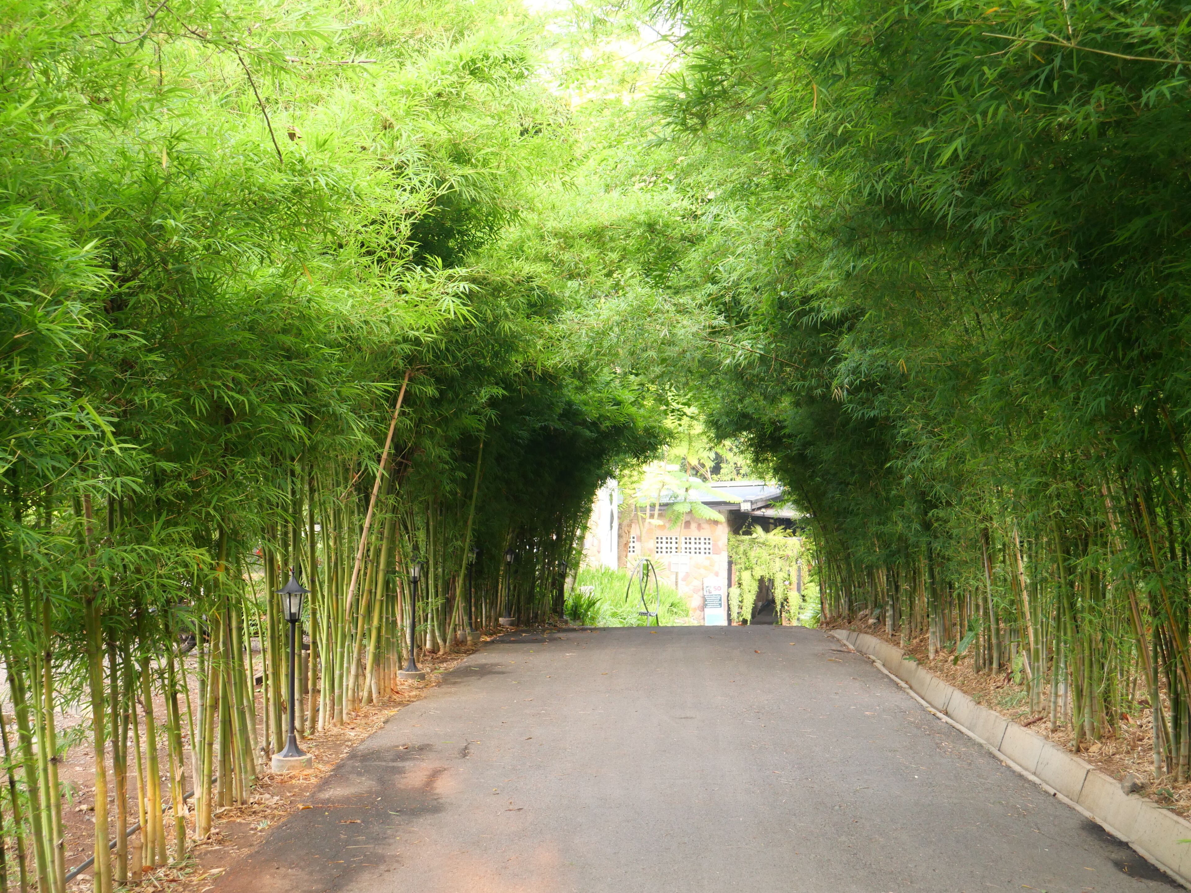 A pathway flanked by tall bamboo trees, leading to a building with a sloped roof.