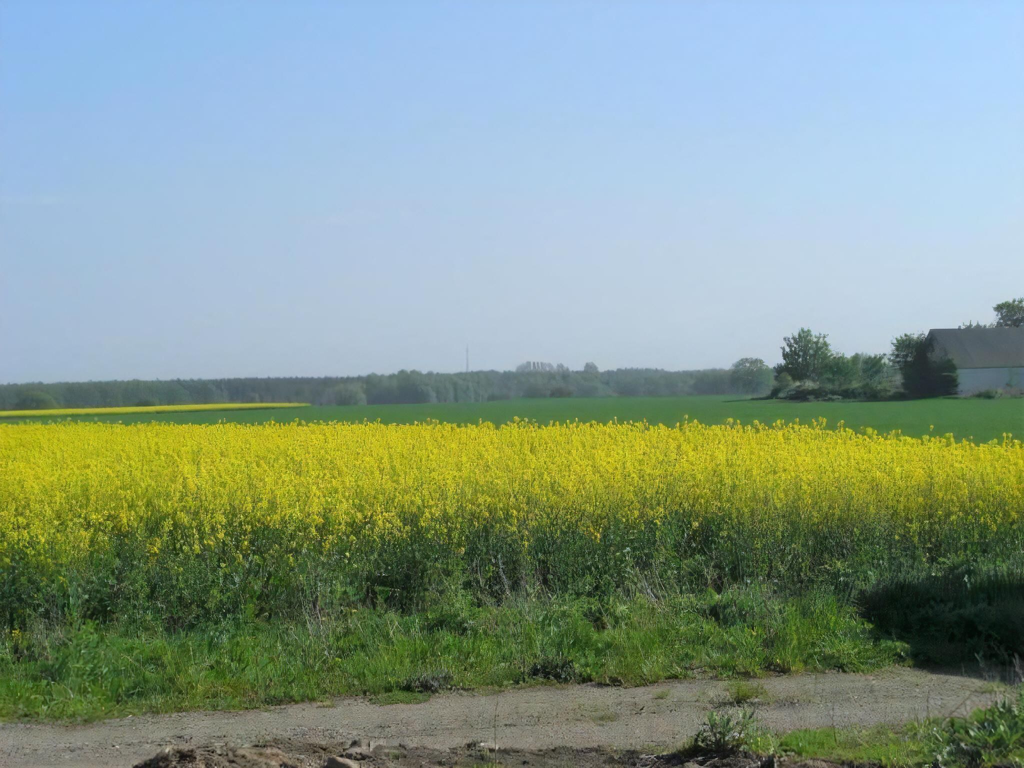 Landskab med en mark af gule blomster og en jordvej.