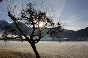 Ein Baum in einer natürlichen Umgebung, im Hintergrund Berge.