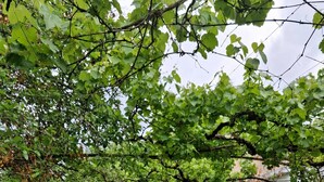 En uteplats med ett bord och stolar, omgiven av grönska och en vit byggnad.