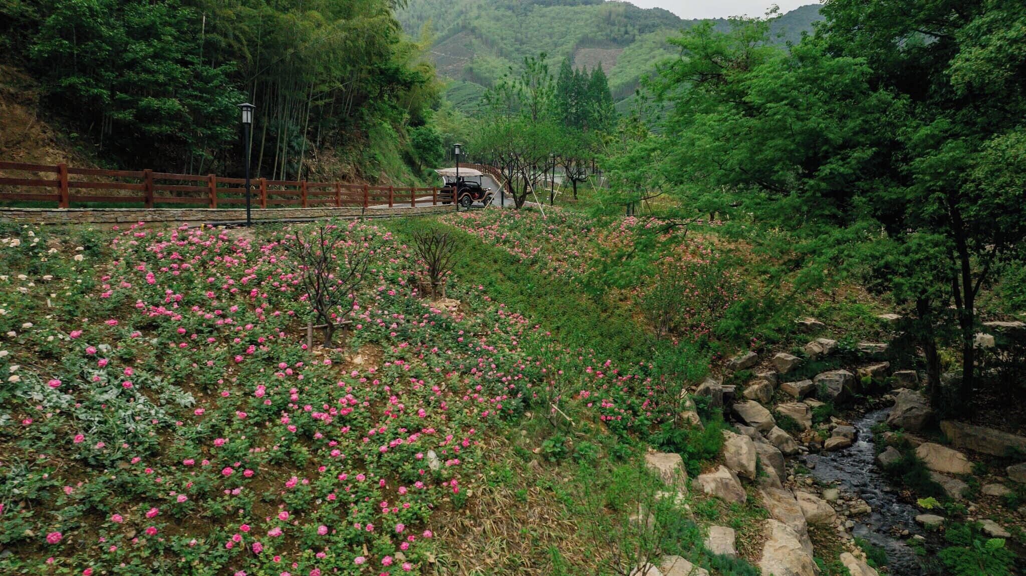 Un jardin avec des fleurs roses, une clôture en bois et un ruisseau bordé de pierres.