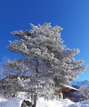 A snow-covered tree with a wooden building in the background. - Holiday apartment in Waidring with Wi-Fi (Waidring)