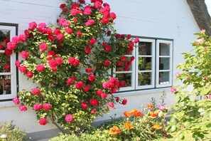 Ein weißes Gebäude mit Rosenbusch davor.