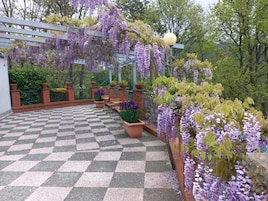 Un espacio al aire libre con suelo a cuadros, flores moradas colgantes, plantas en macetas y una estructura de pérgola.