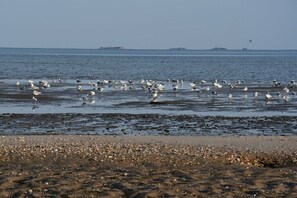 Ein Strand mit Möwen und einem Schiff in der Ferne.