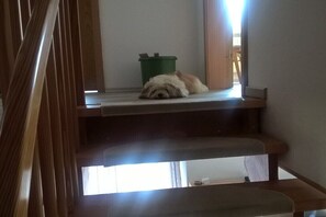 Eine Treppe mit einem Hund, der sich auf einer Zwischenplattform ausruht.