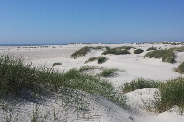Ein sandiger Strand mit Dünen und vereinzelter Vegetation.