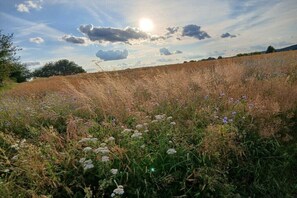A field with wildflowers and a clear sky. - Holiday apartment with 1 bedroom (Altenkirchen Lahn-Dill-Kreis)