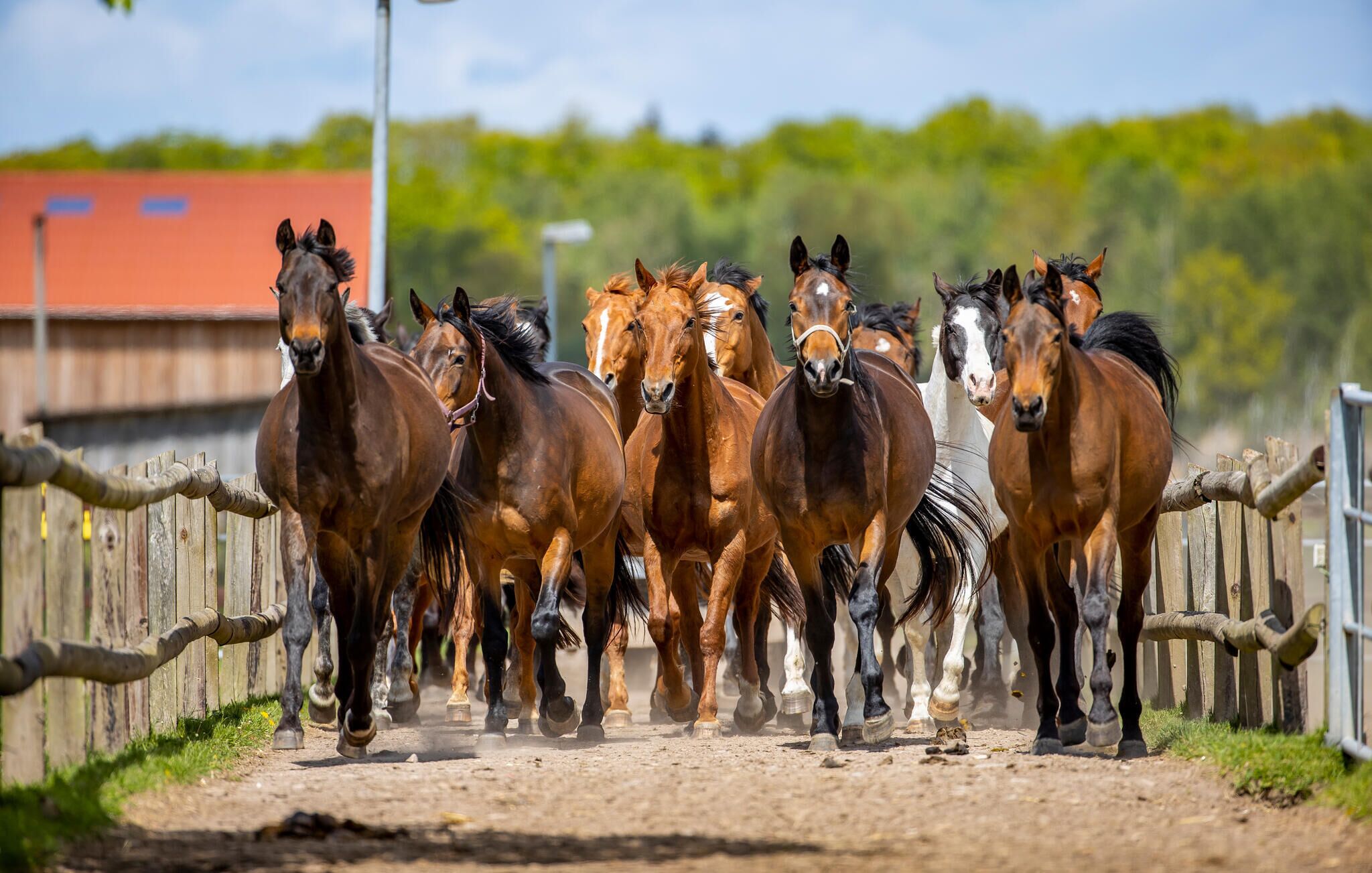 A group of horses running along a dirt path.
