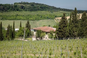 Un viñedo con hileras de vid, un edificio con techo de tejas rojas y un paisaje montañoso cubierto de bosque al fondo.