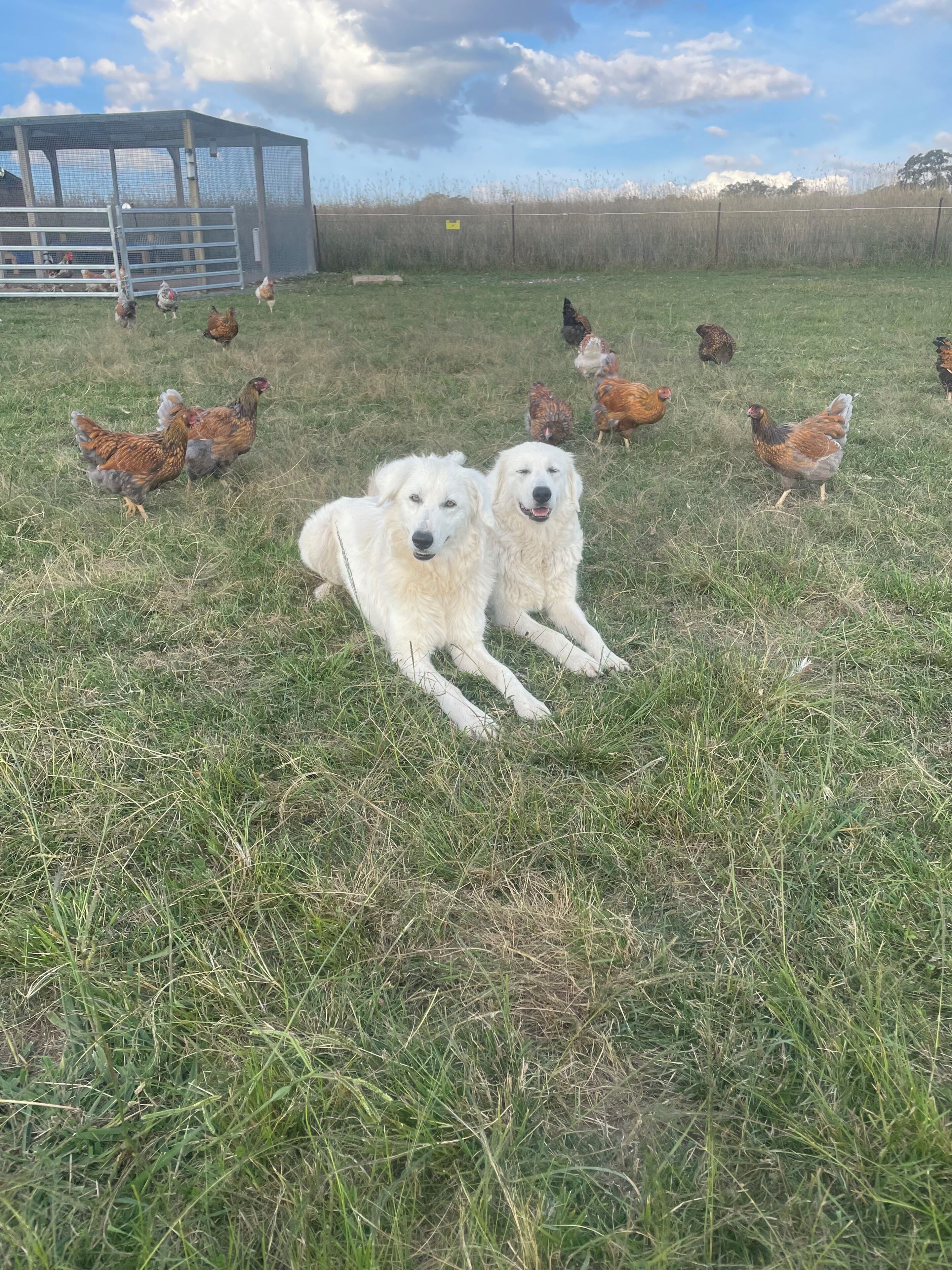 A grassy field with two white dogs lying down, surrounded by chickens.