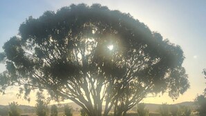Un grand arbre se dresse dans une zone herbeuse, sous un ciel dégagé.