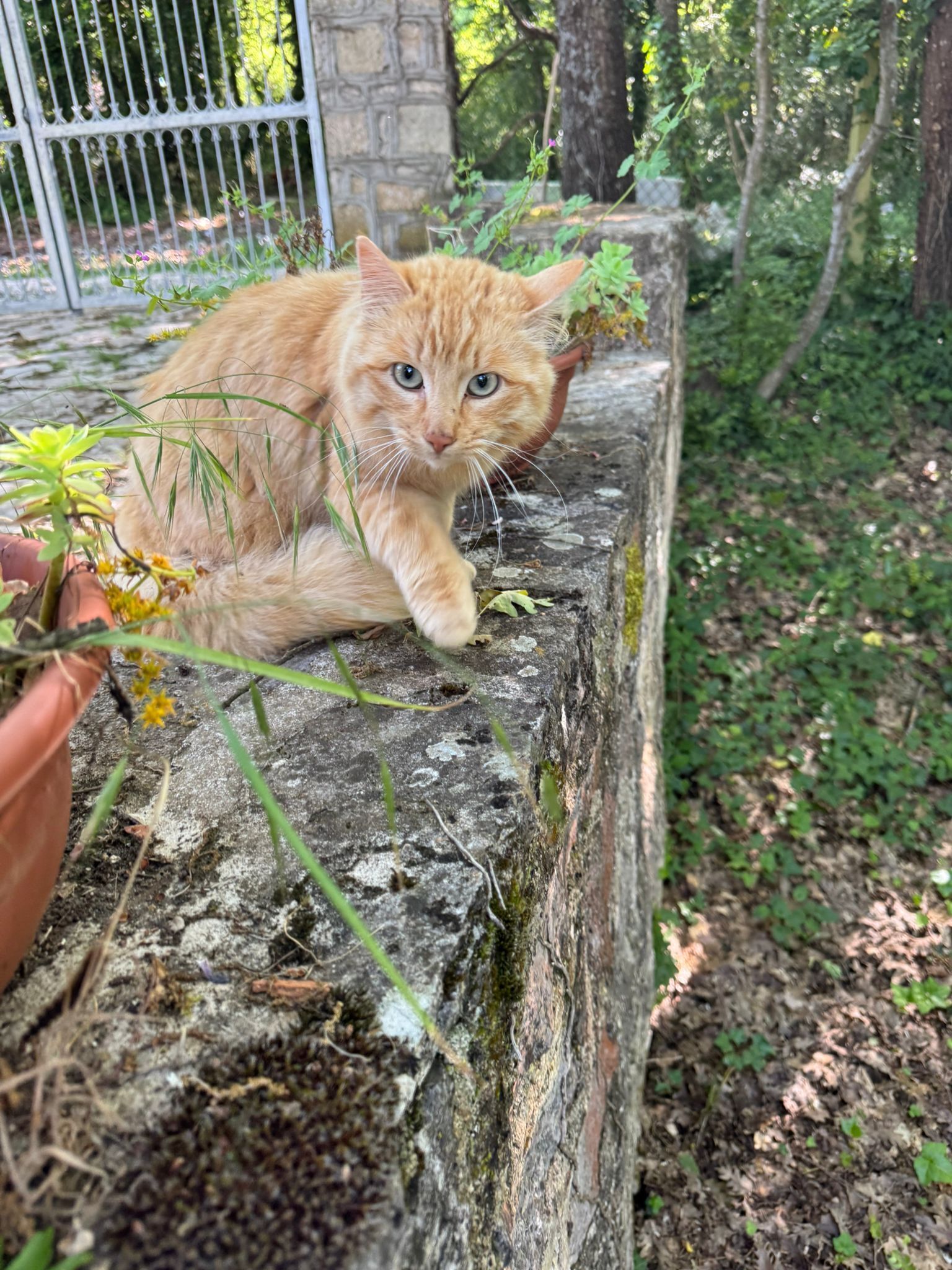 A cat sitting on a stone ledge with greenery and a fence in the background.