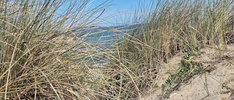A sandy beach with tall grass in the foreground and a clear blue sky in the background.