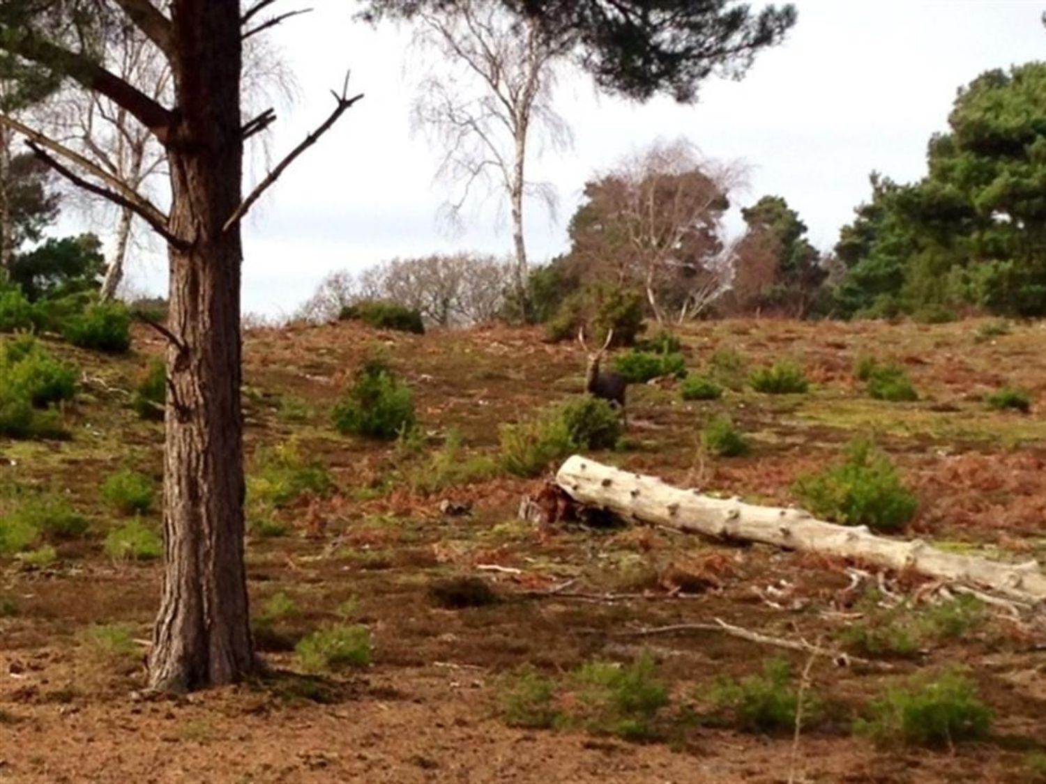 Een natuurlijk landschap met een opvallende boom en een omgevallen boomstronk.