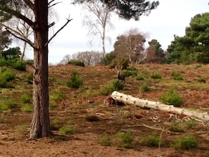 Eine natürliche Landschaft mit einem markanten Baum und einem umgestürzten Baumstamm.