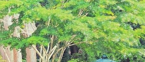 Phòng tập thể, chỉ dành cho nữ, cạnh núi | Khu ẩm thực ngoài trời
