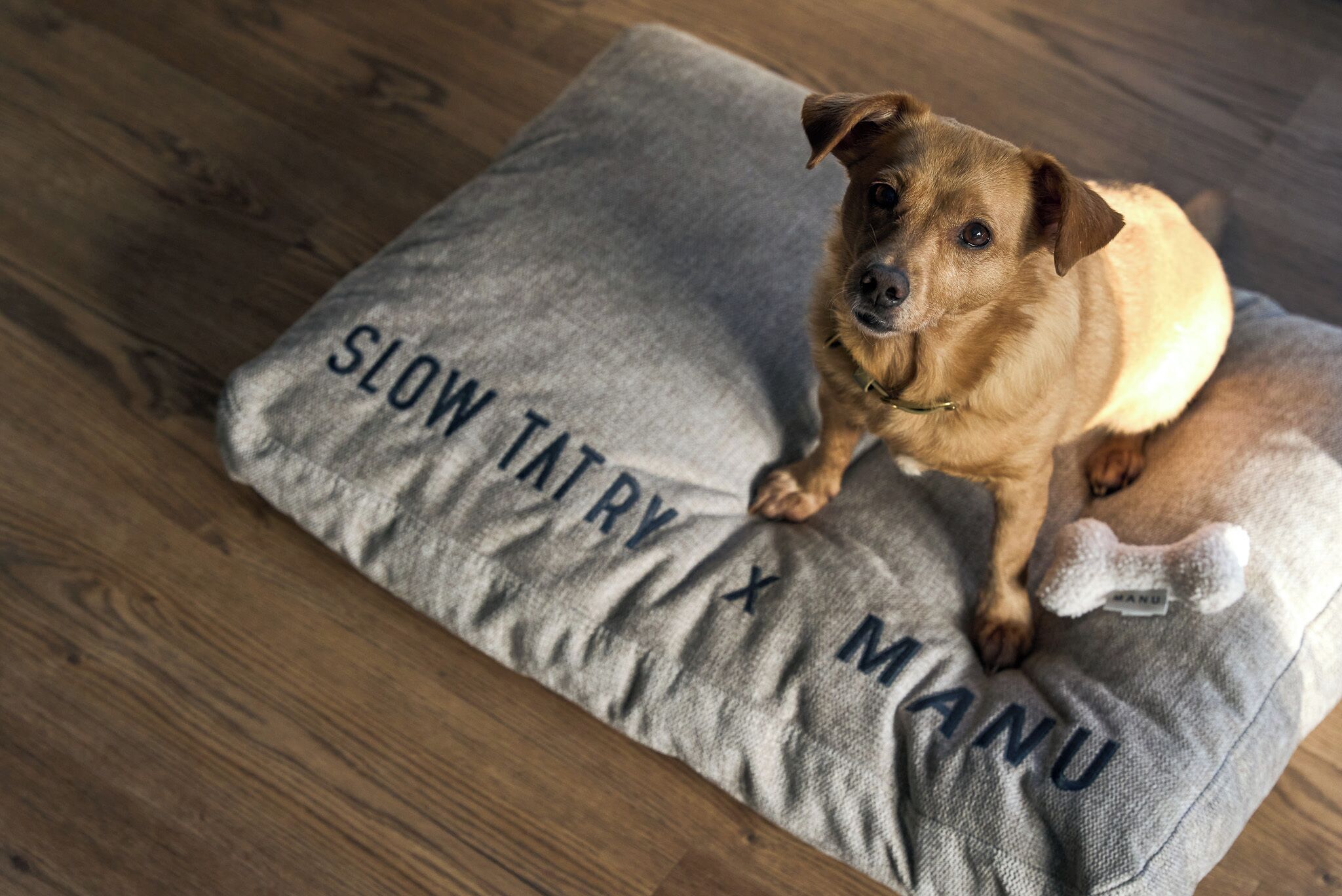 Un perro sentado sobre un cojín gris con la inscripción 'SLOW TATRY X MANU'.