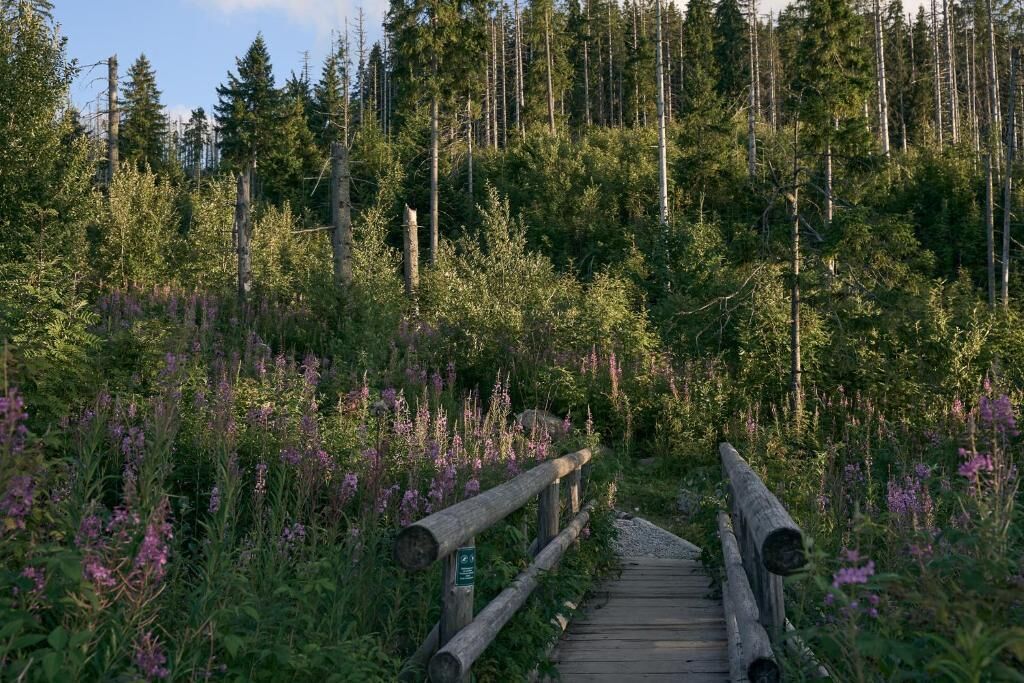Ein hölzerner Steg führt durch ein bewaldetes Gebiet mit hohen Bäumen und violetten Blüten.