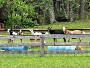 A fenced area with goats, a wooden structure, and a grassy field. - Charming Ranch Retreat with Mini Goats & Paddle Boats near Littleton, NC (Littleton)