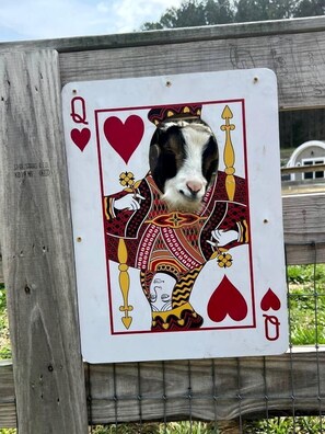 A playing card with a dog peeking through the Queen of Hearts. - Charming Ranch Retreat with Mini Goats & Paddle Boats near Littleton, NC (Littleton)