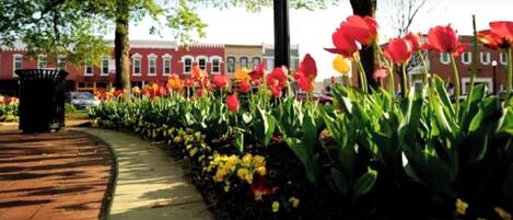 Una acera bordeada de tulipanes vibrantes y flores amarillas, con un sendero de ladrillo y un edificio al fondo.
