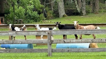 A fenced area with several goats standing behind it.