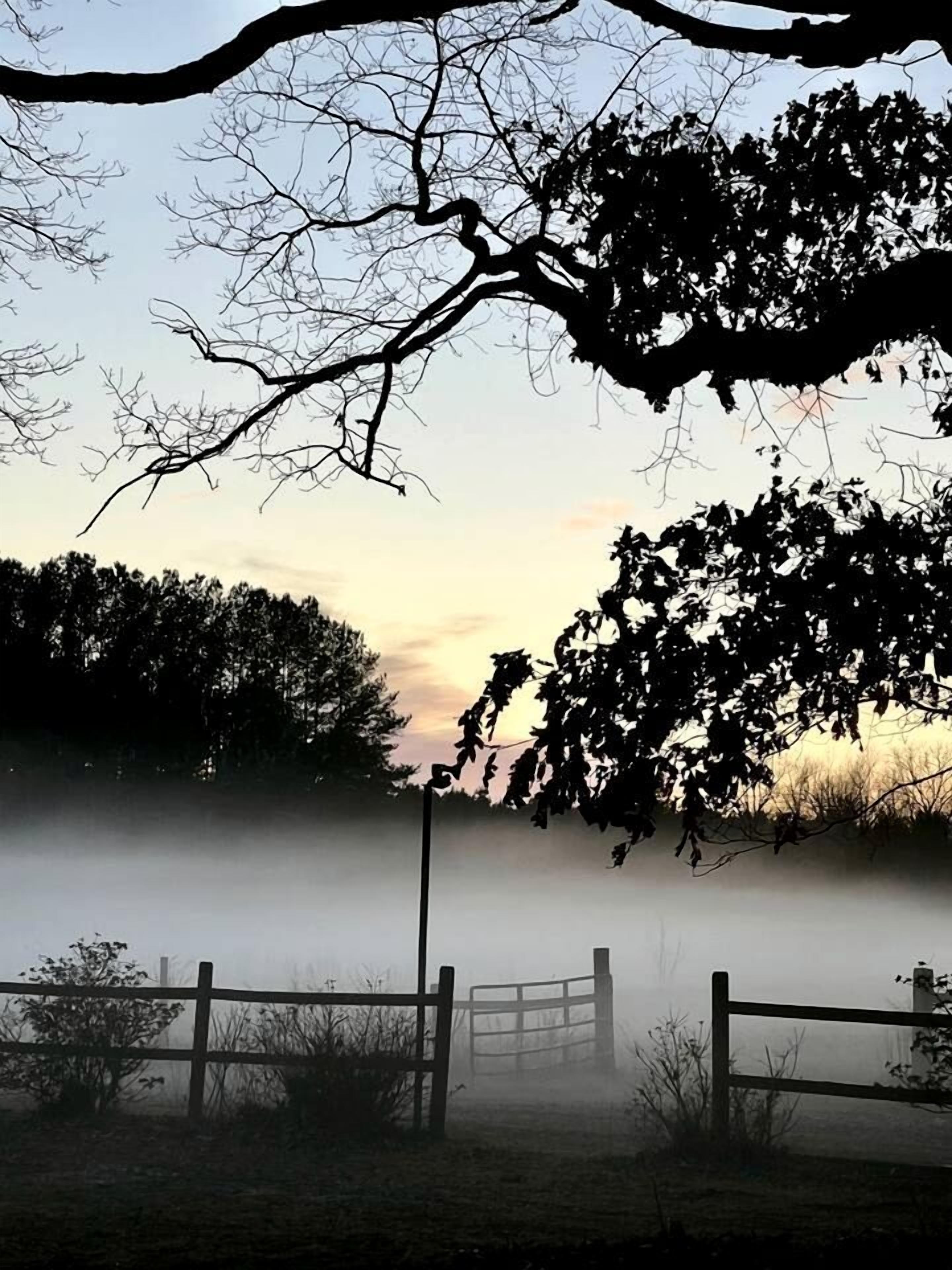 A foggy landscape with a wooden fence, trees, and a gate.