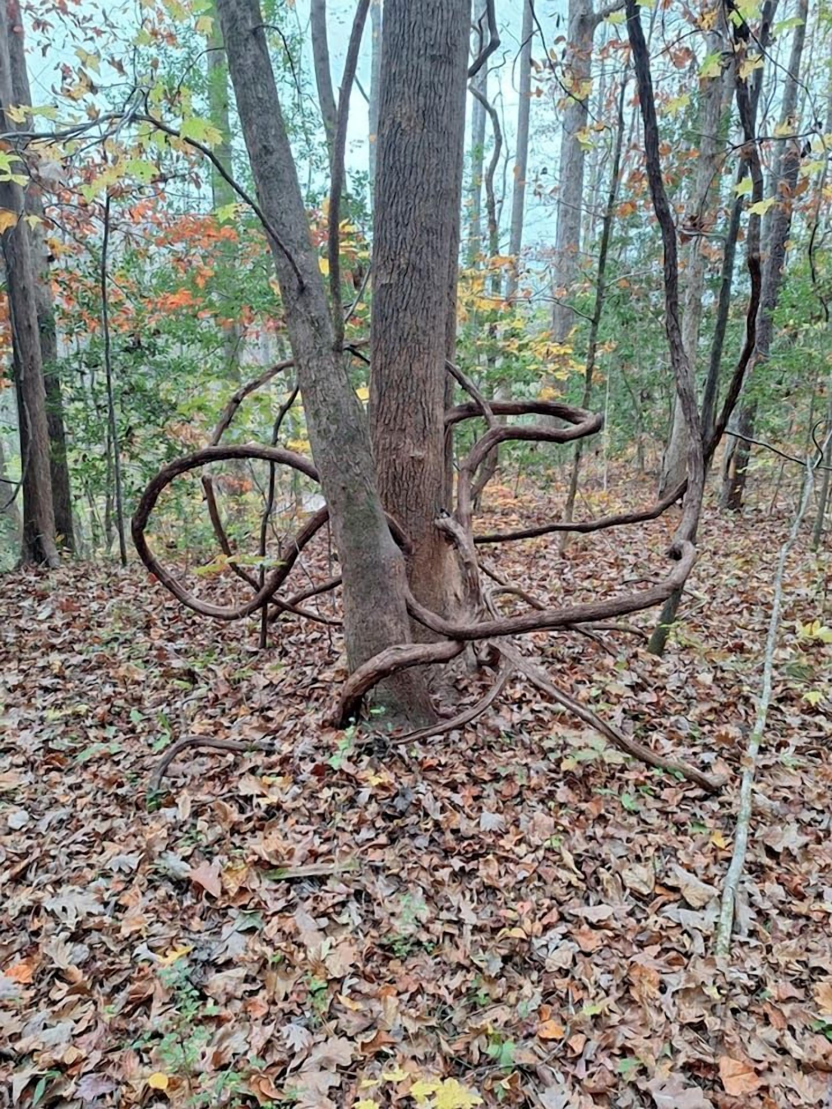 Ein Wald mit einem großen Baum und vielen Ästen.